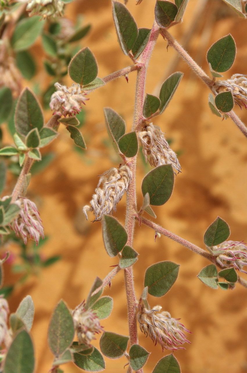 Indigofera diphylla fruit