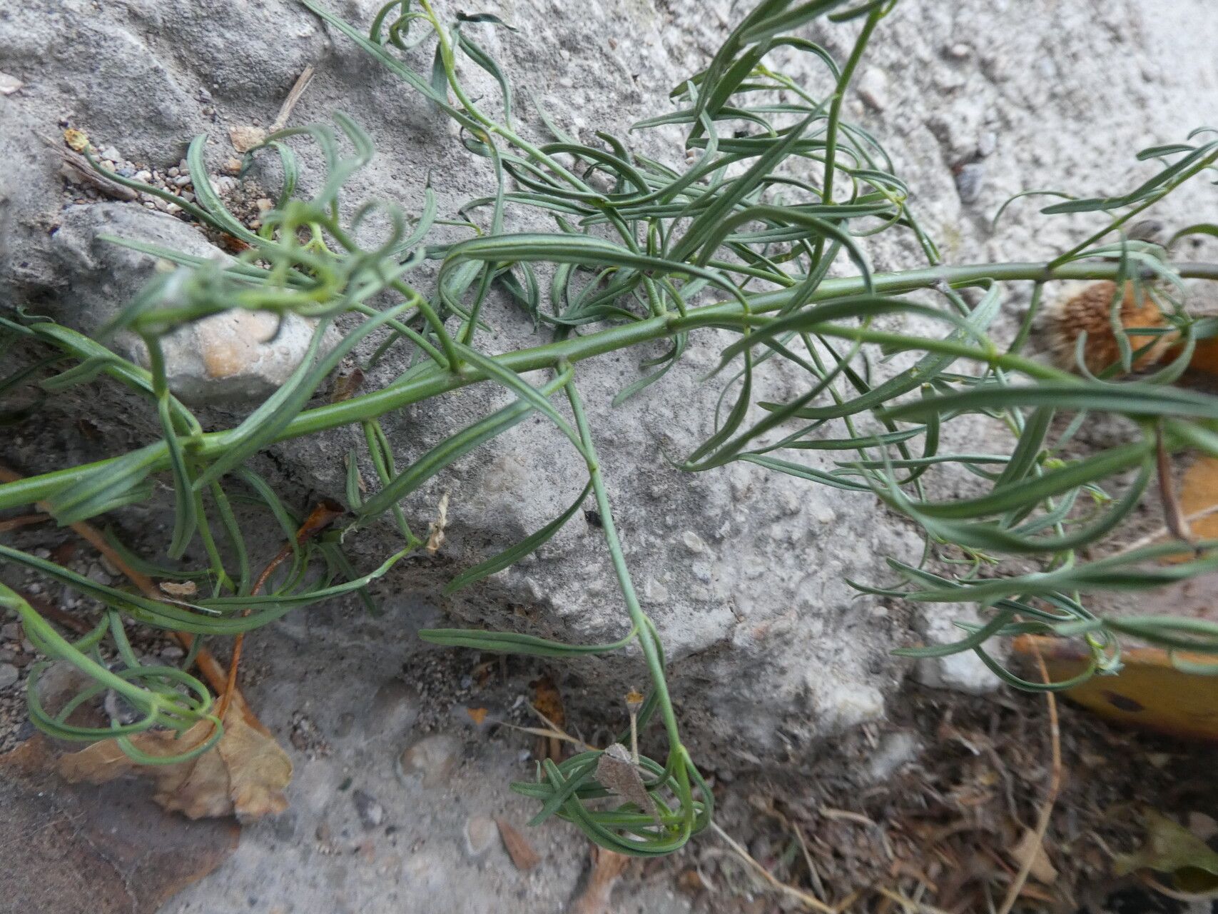 Antirrhinum barrelieri habit