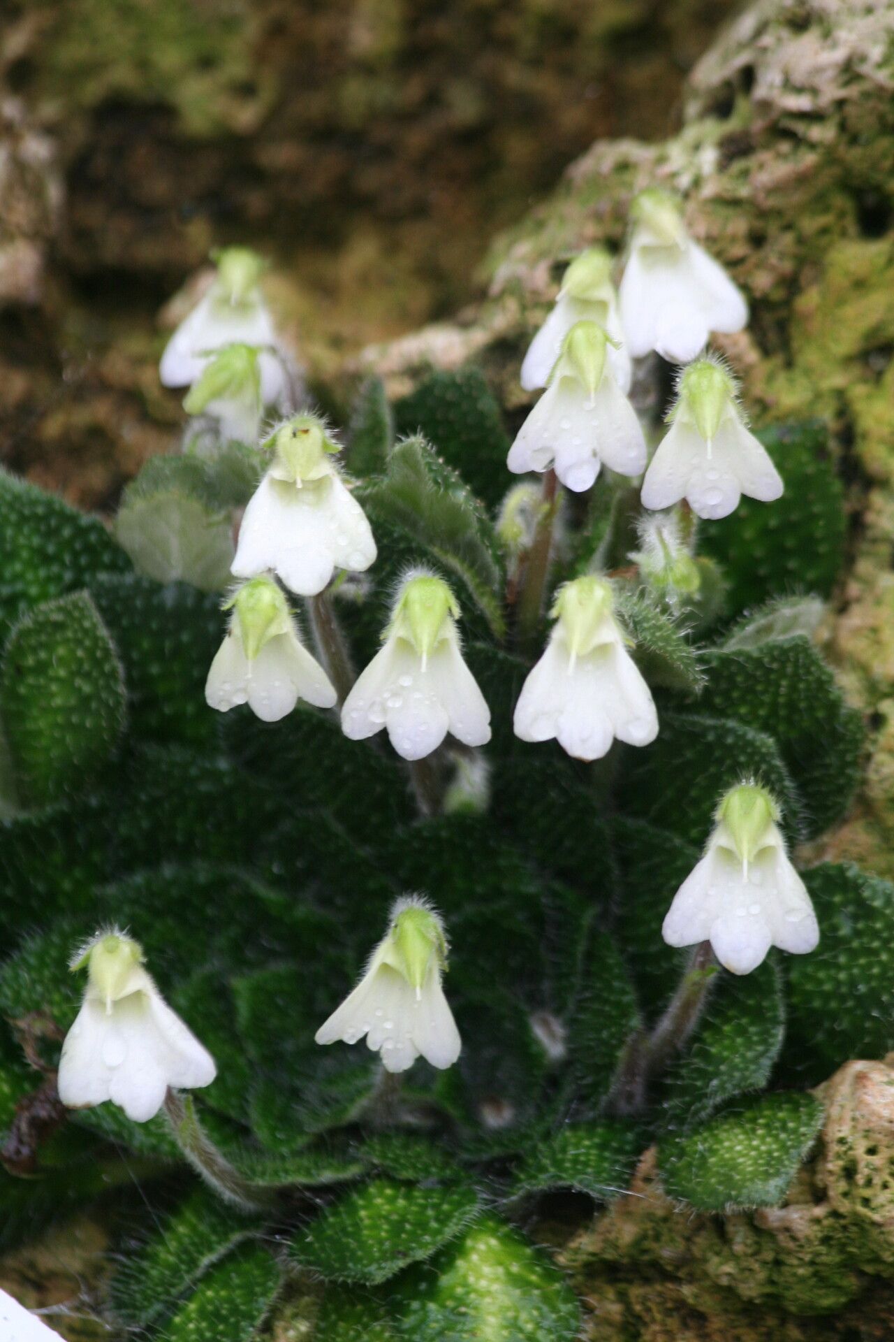 Petrocosmea cryptica flower