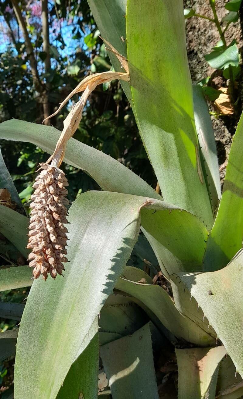 Aechmea bromeliifolia habit