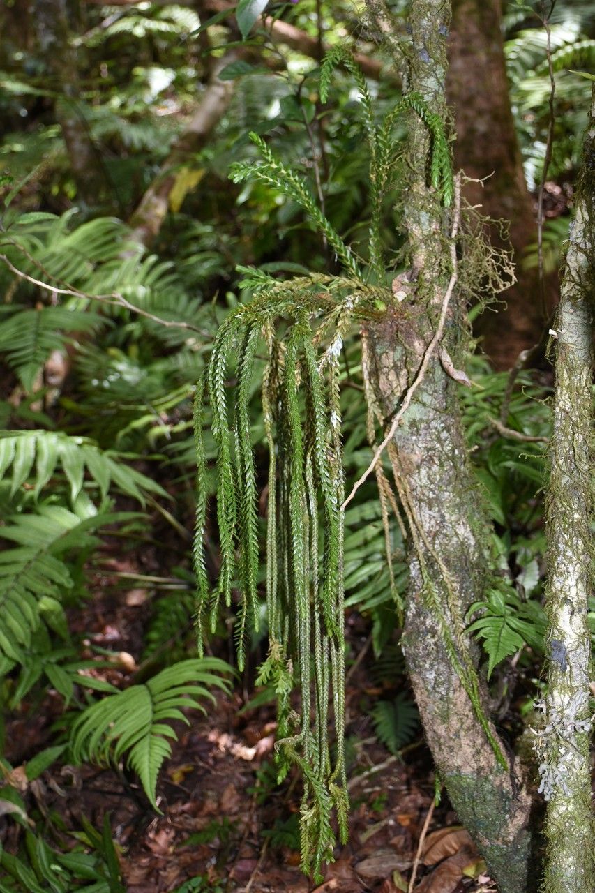 Huperzia gnidioides habit