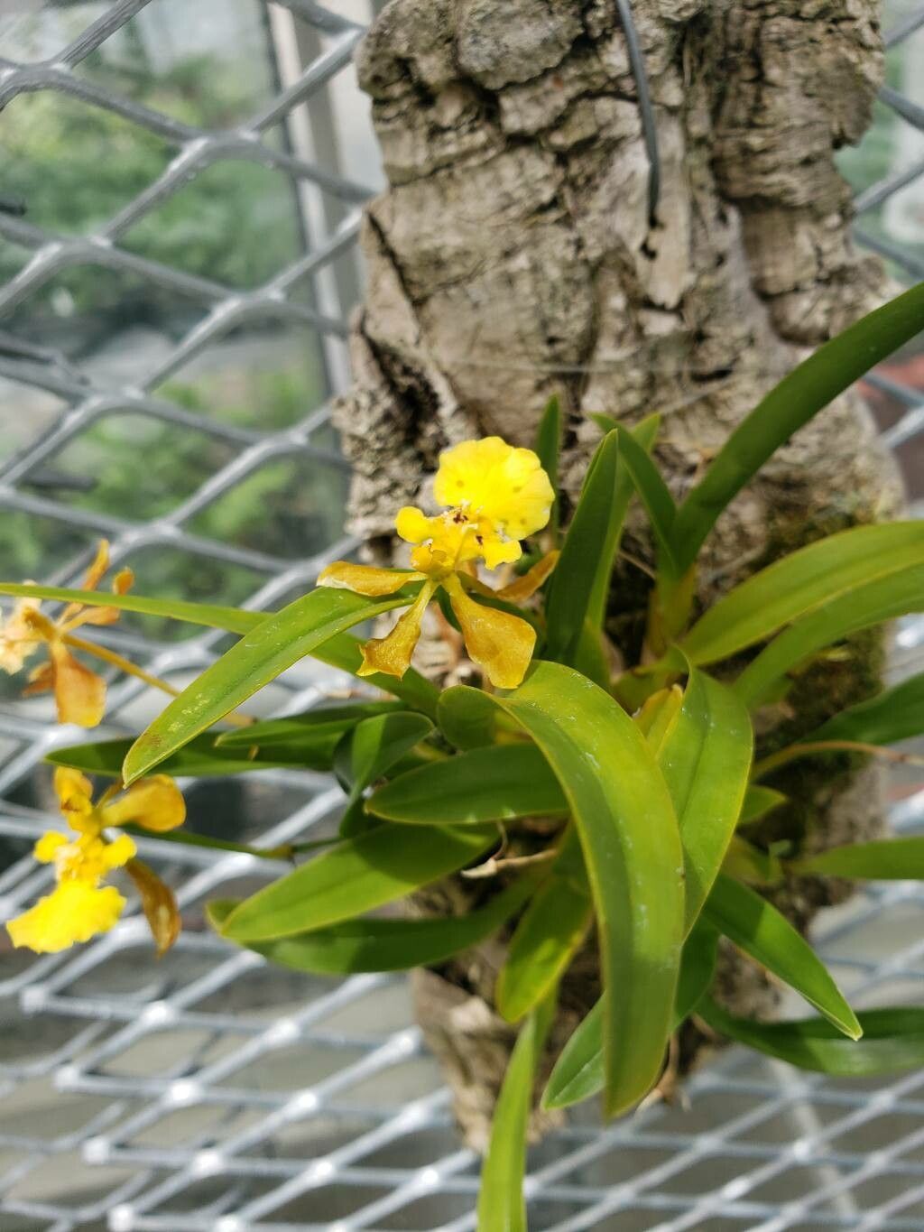 Gomesa longipes — houseplant care guide