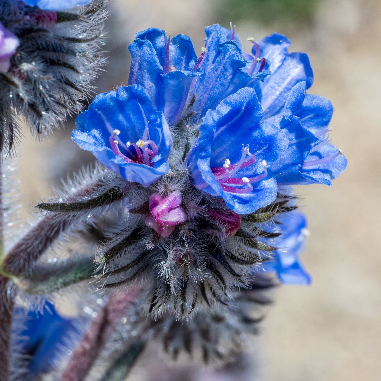 Echium auberianum flower