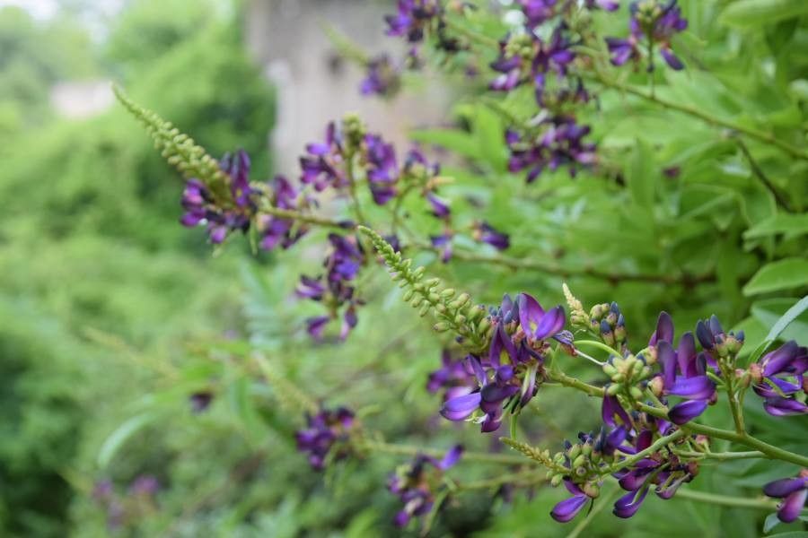 Millettia japonica flower