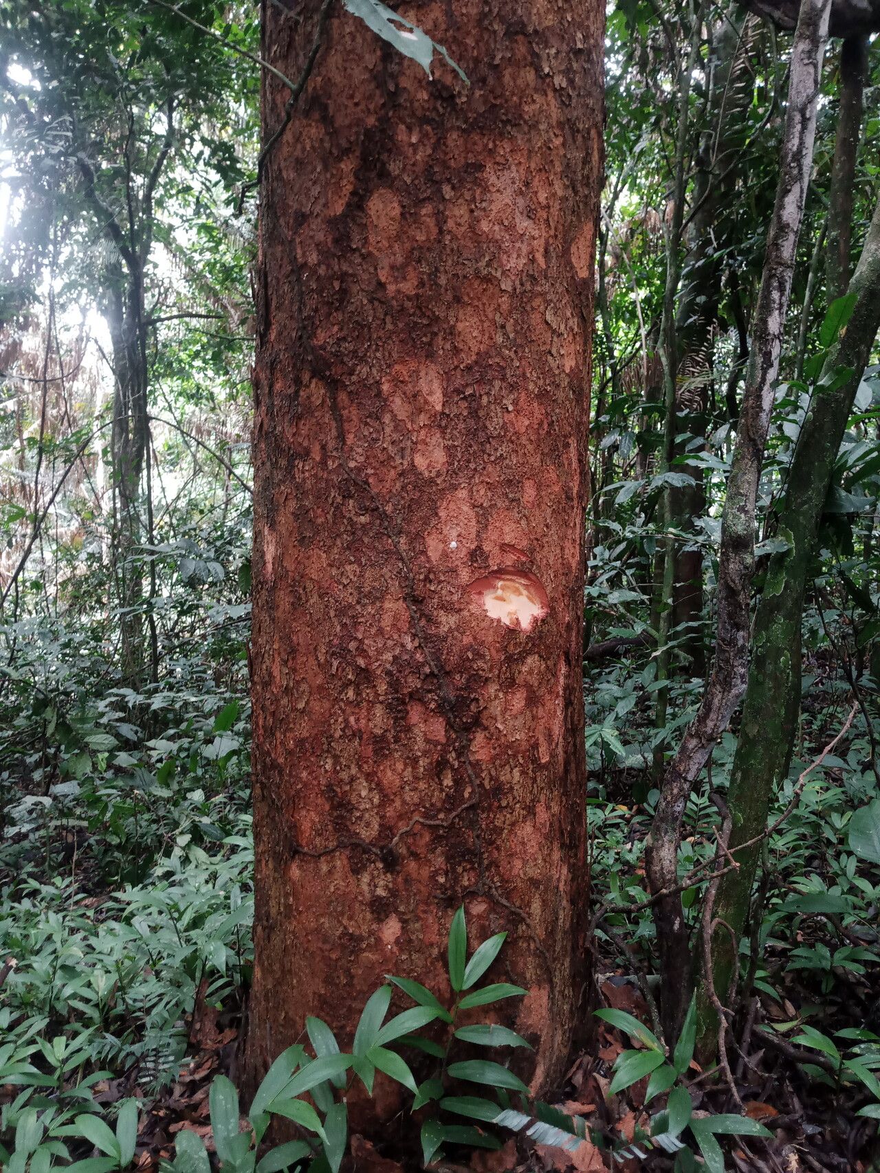 Lovoa trichilioides — search result for 'Benin'
