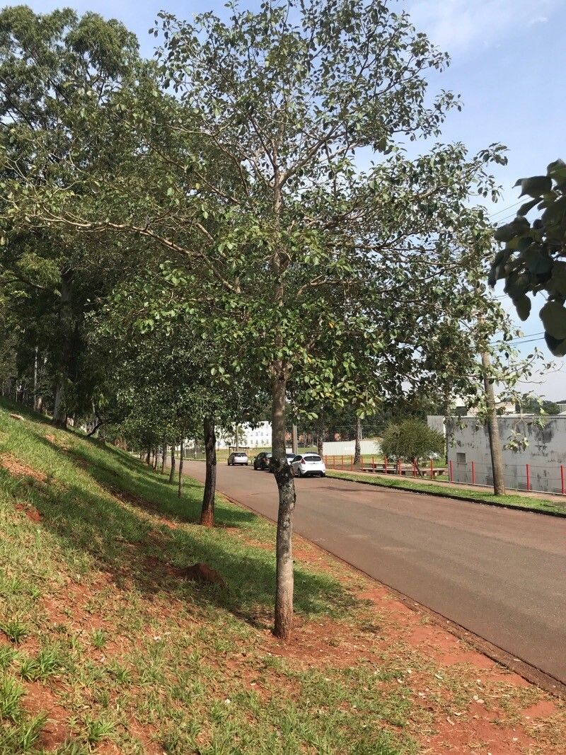 Cordia glabrata habit