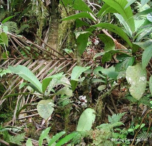 Ixora aoupinieensis habit