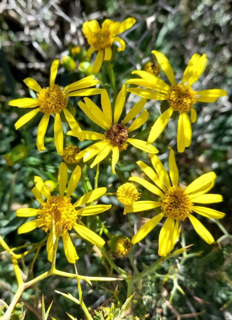 Senecio rudbeckiifolius flower
