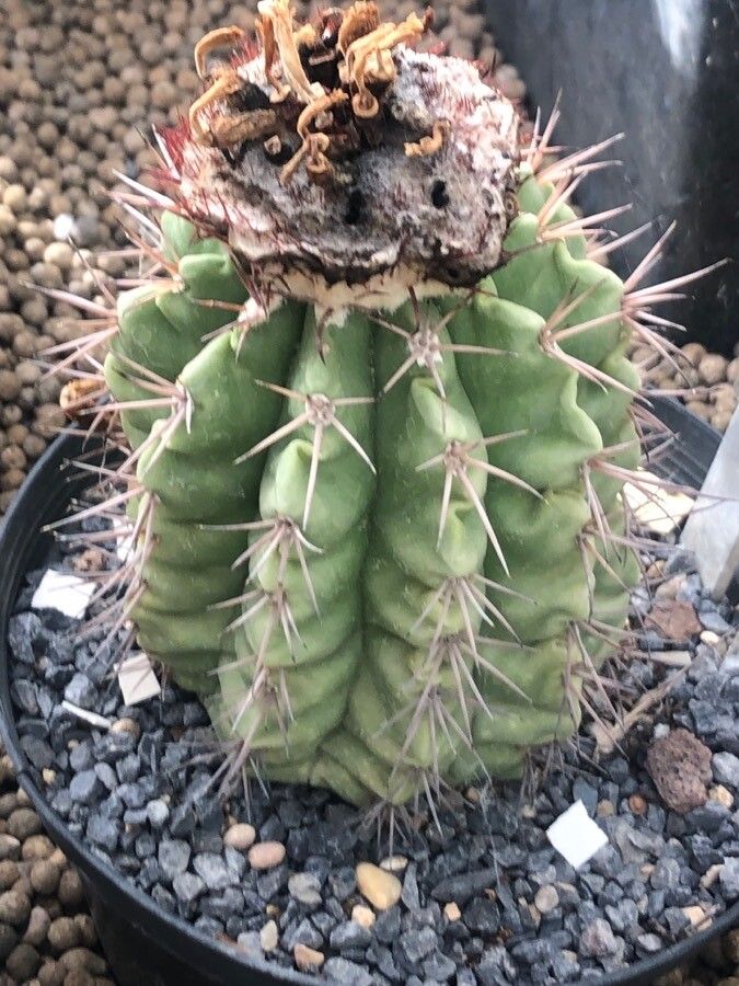 Melocactus curvispinus leaf