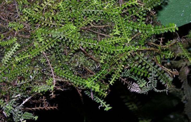 Dichaea tuerckheimii — houseplant care guide