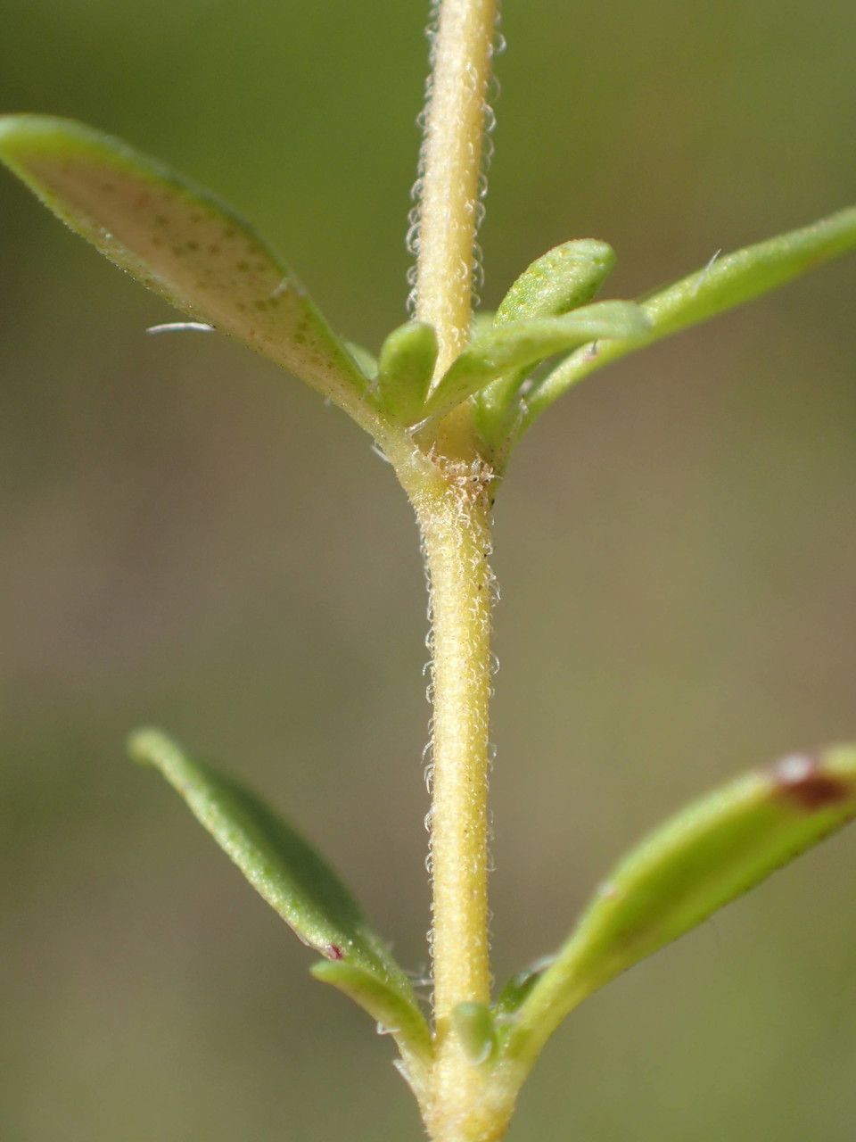 Thymus embergeri bark
