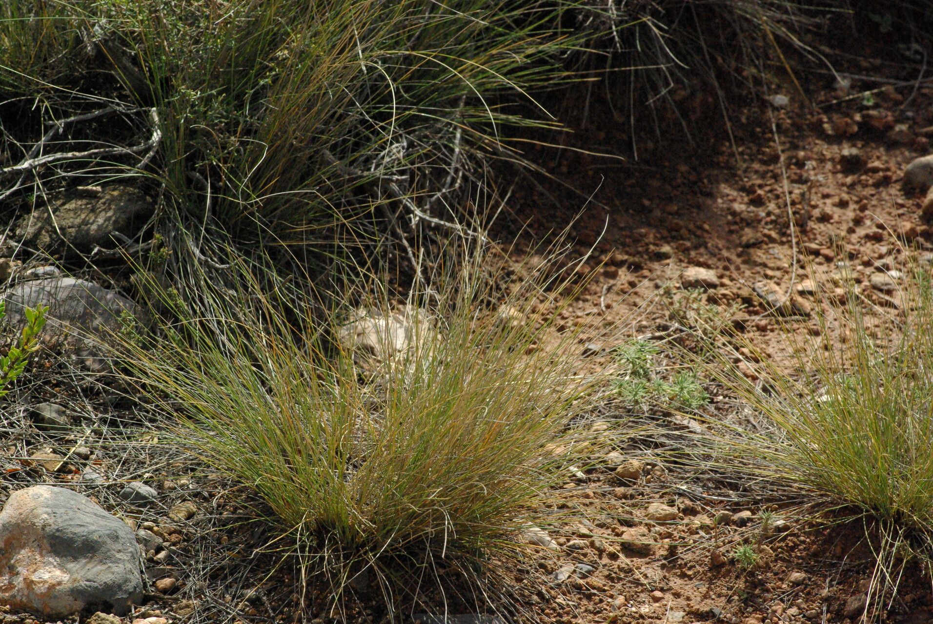 Stipa offneri — search result for 'Stipa'