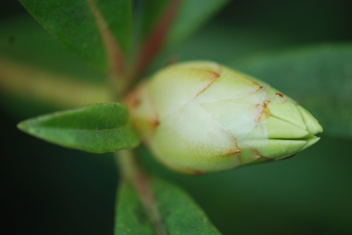 Rhododendron lambianum other