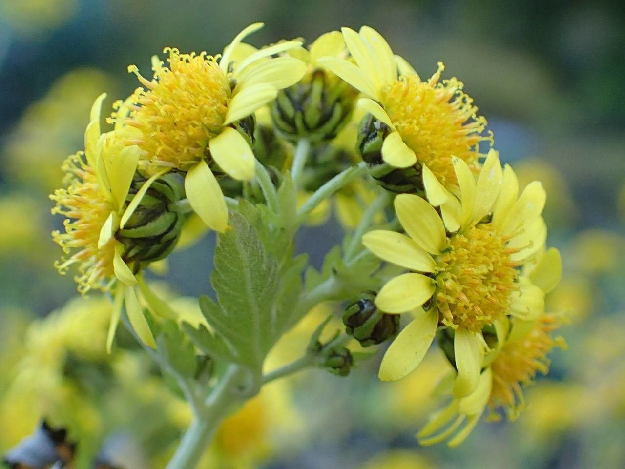 Dendranthema lavandulifolium flower