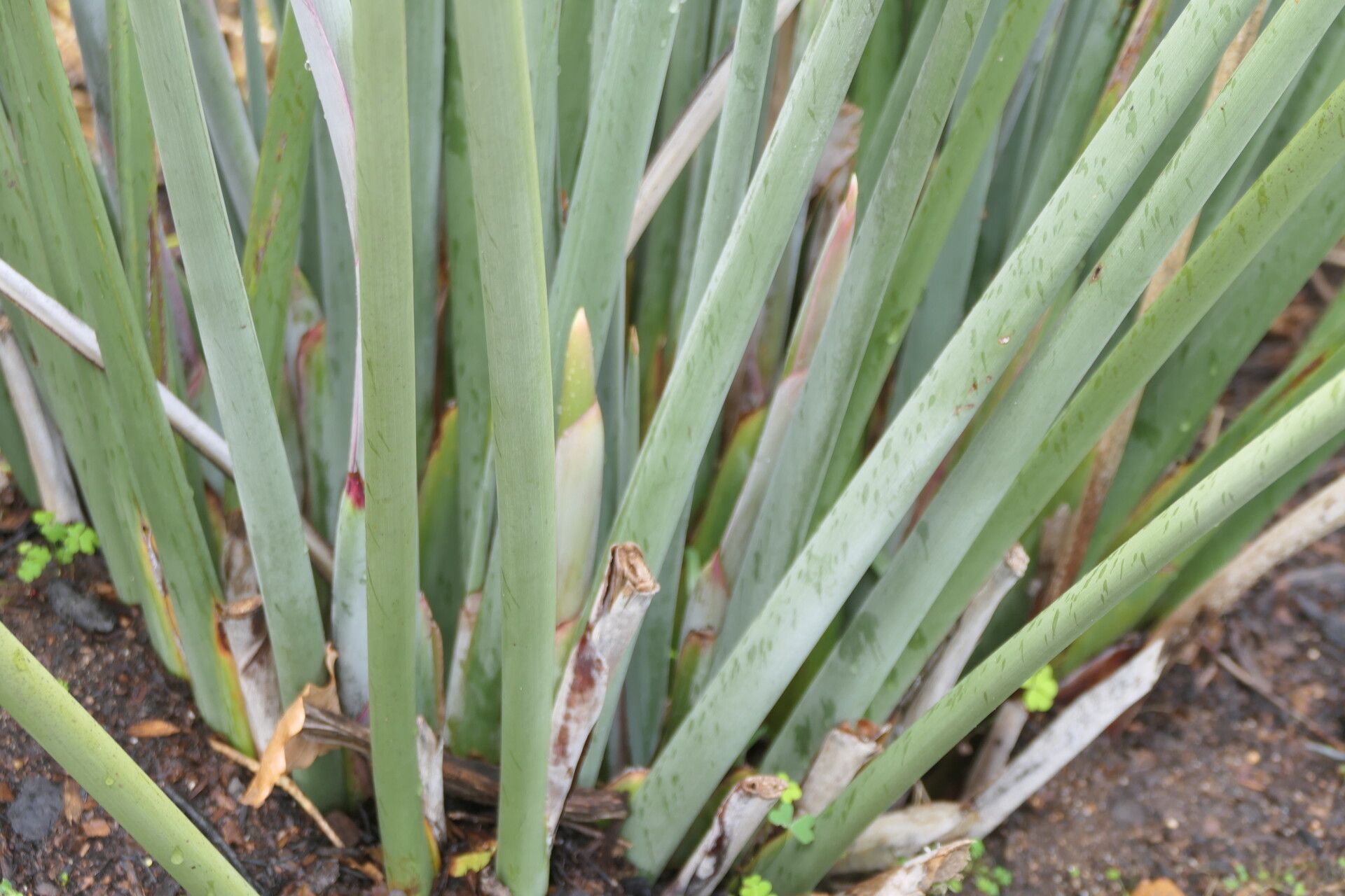 Strelitzia juncea bark