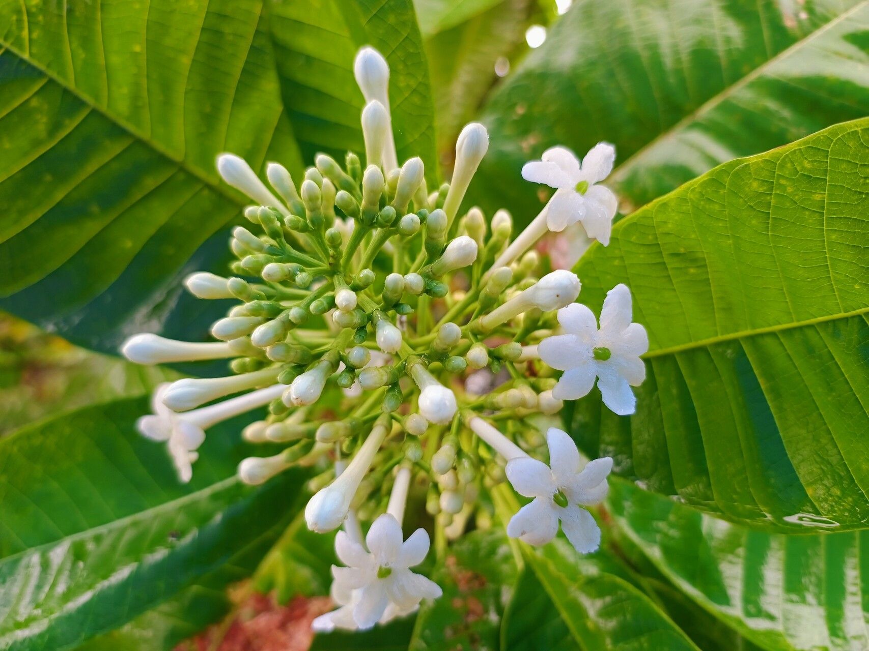 Isertia laevis flower