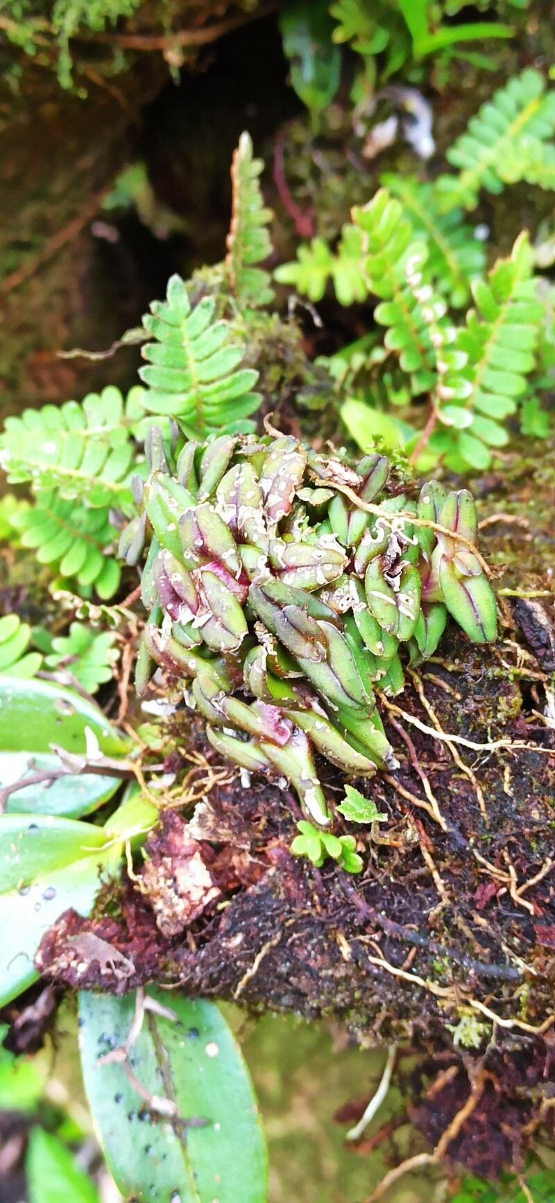 Epidendrum schlechterianum leaf