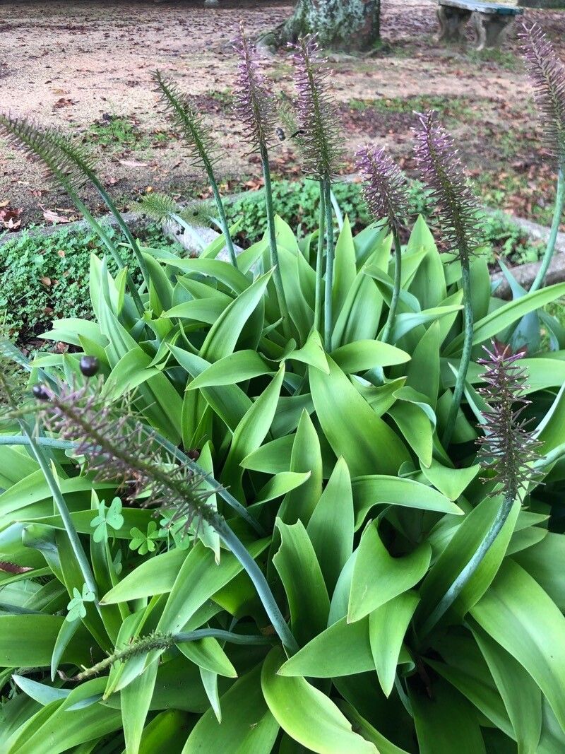 Scilla madeirensis — search result for 'Scilla'