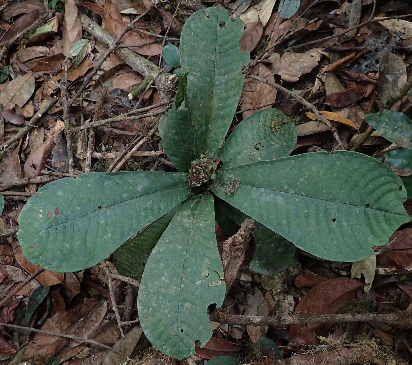 Psychotria rubescens — houseplant care guide