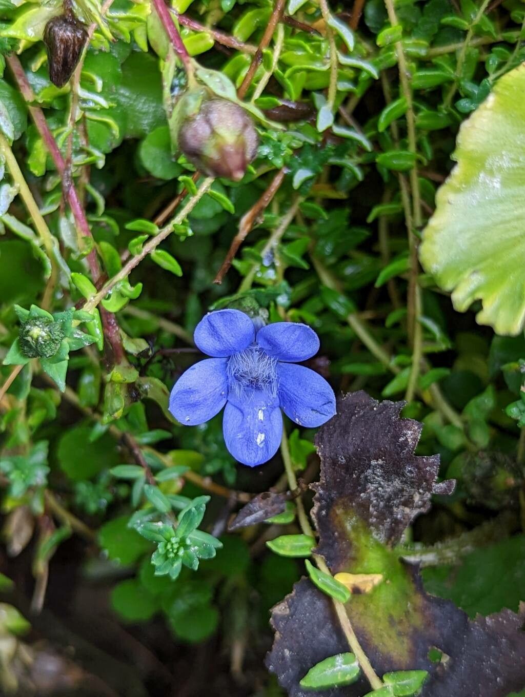 Cyananthus microphyllus flower