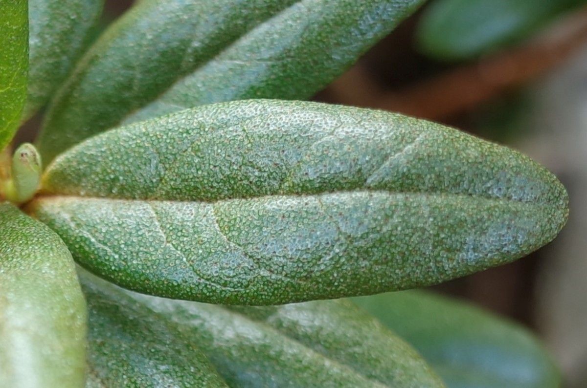 Rhododendron russatum — houseplant care guide