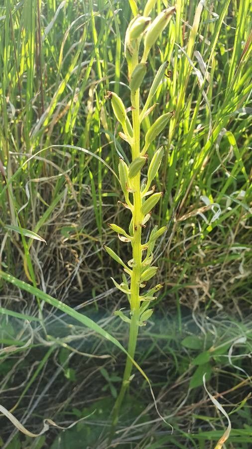Habenaria helicoplectrum fruit