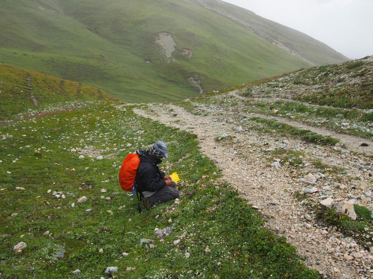Pedicularis rhinanthoides other