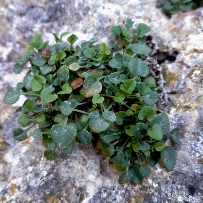 Valeriana longiflora leaf