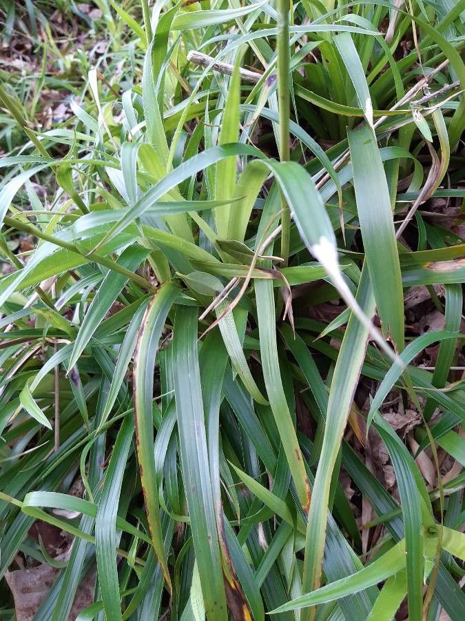 Juncus nodosus — search result for 'Juncus'