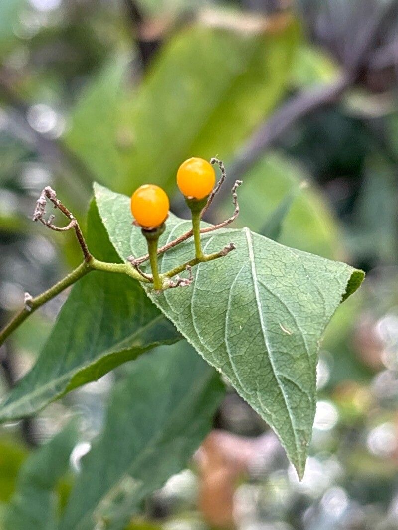 Solanum argentinum fruit