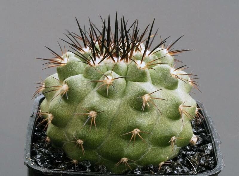 Copiapoa angustiflora — related species from the same genus