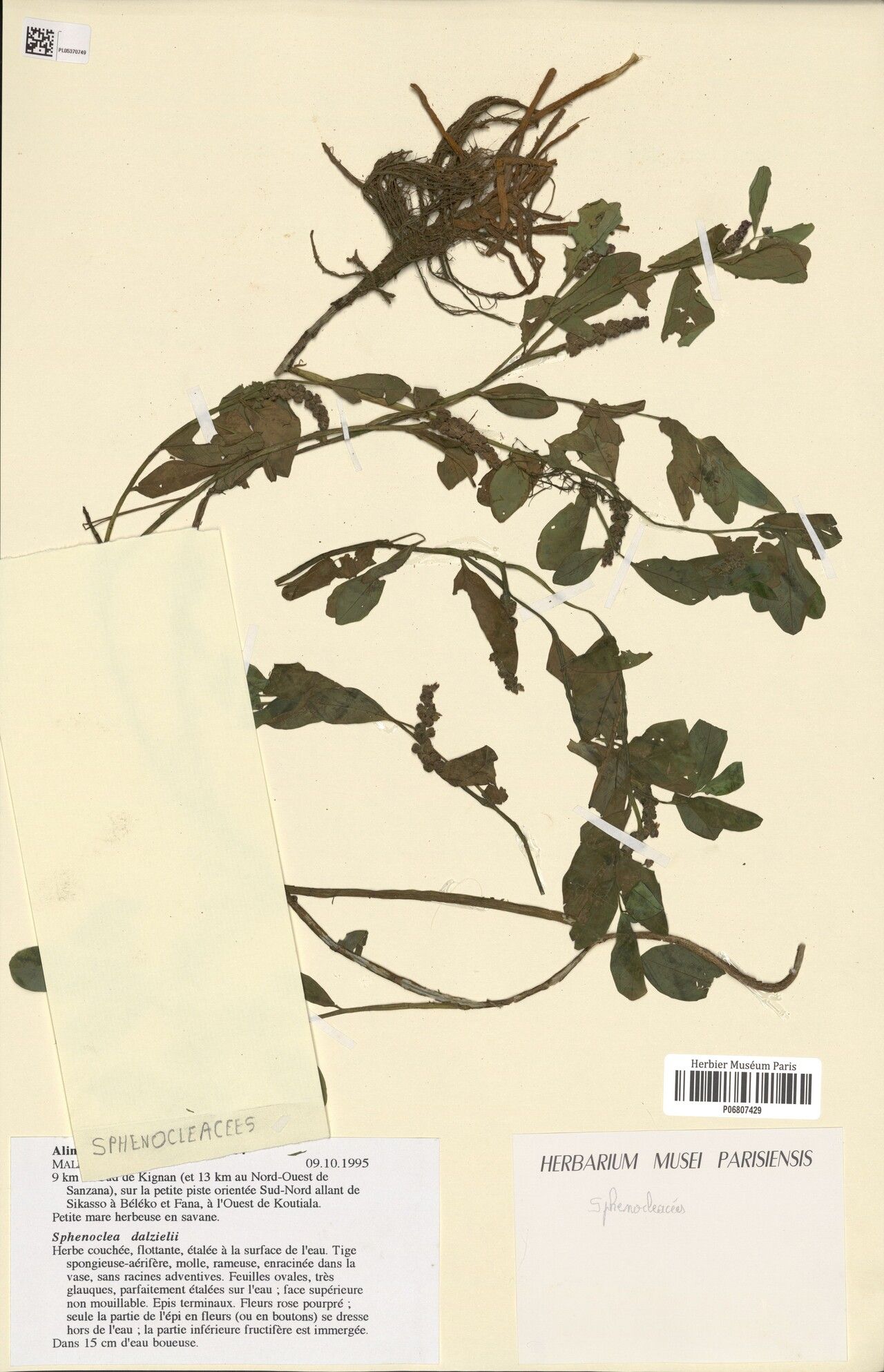 Sphenoclea dalzielii — related species from the same genus