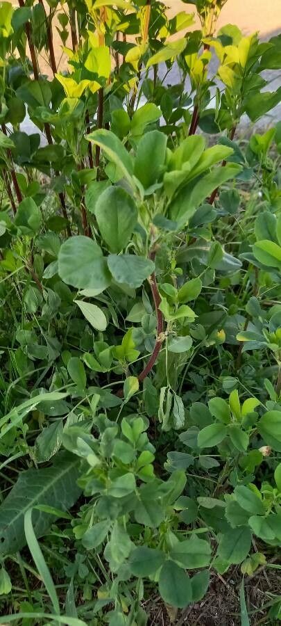 Melilotus italicus — search result for 'Melilotus'