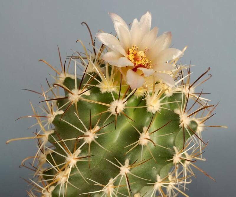 Sclerocactus wrightiae habit