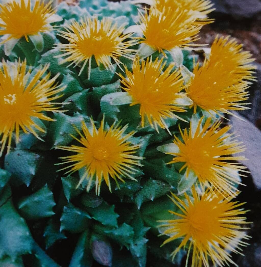 Stomatium trifarium — houseplant care guide