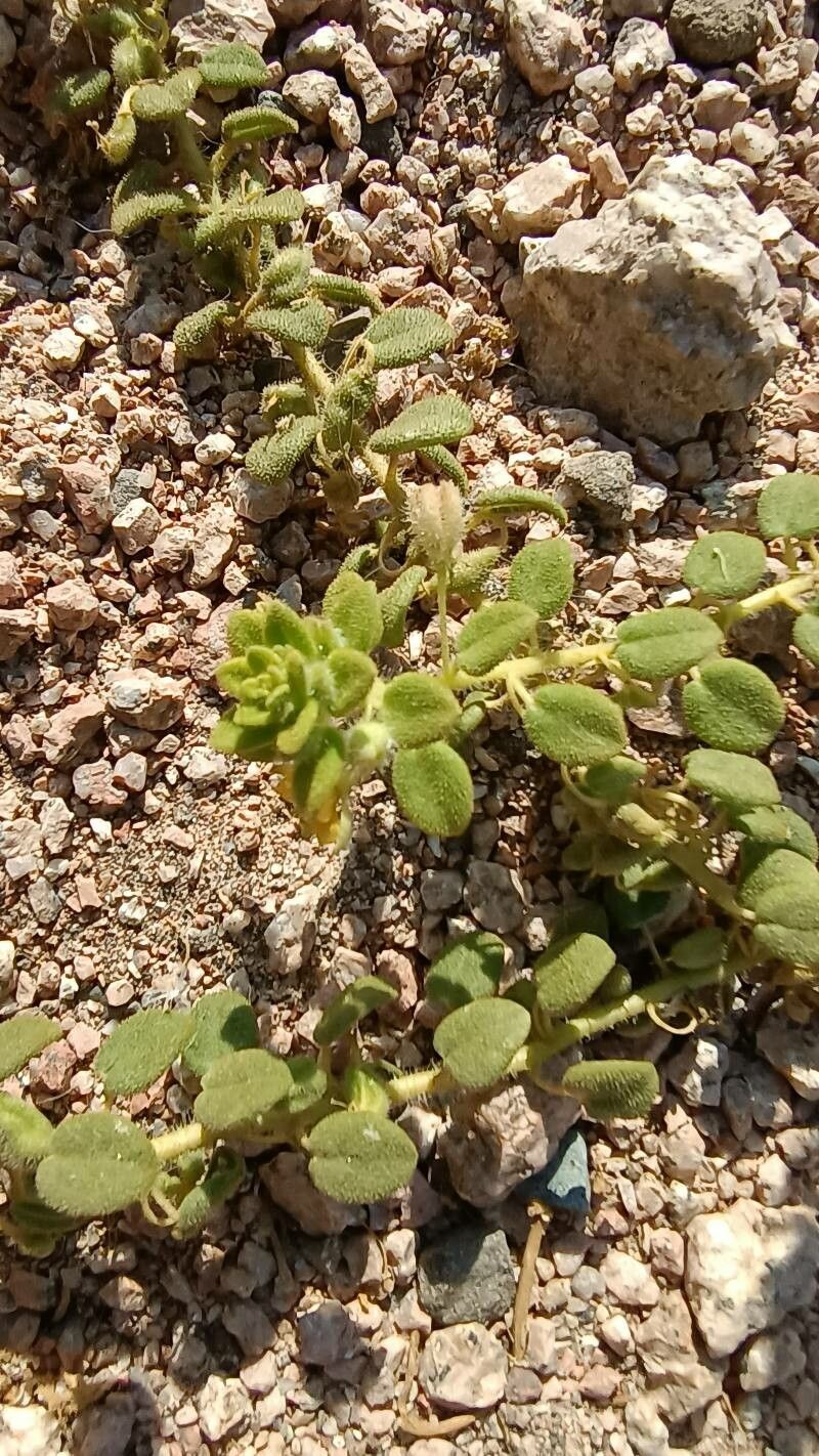 Cleome chrysantha leaf