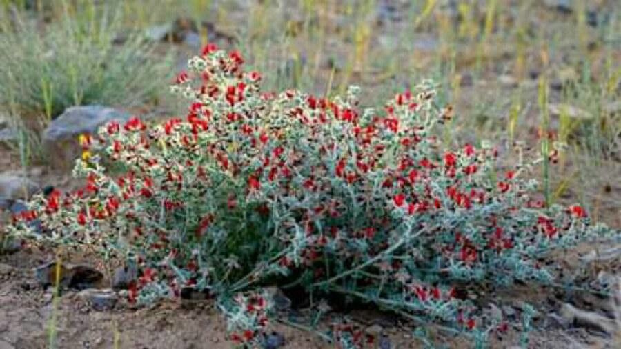 Lotus lanuginosus — search result for 'Lotus'