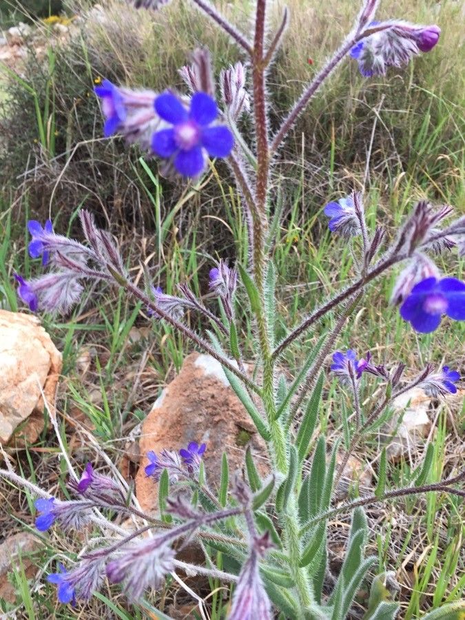 Anchusa azurea leaf