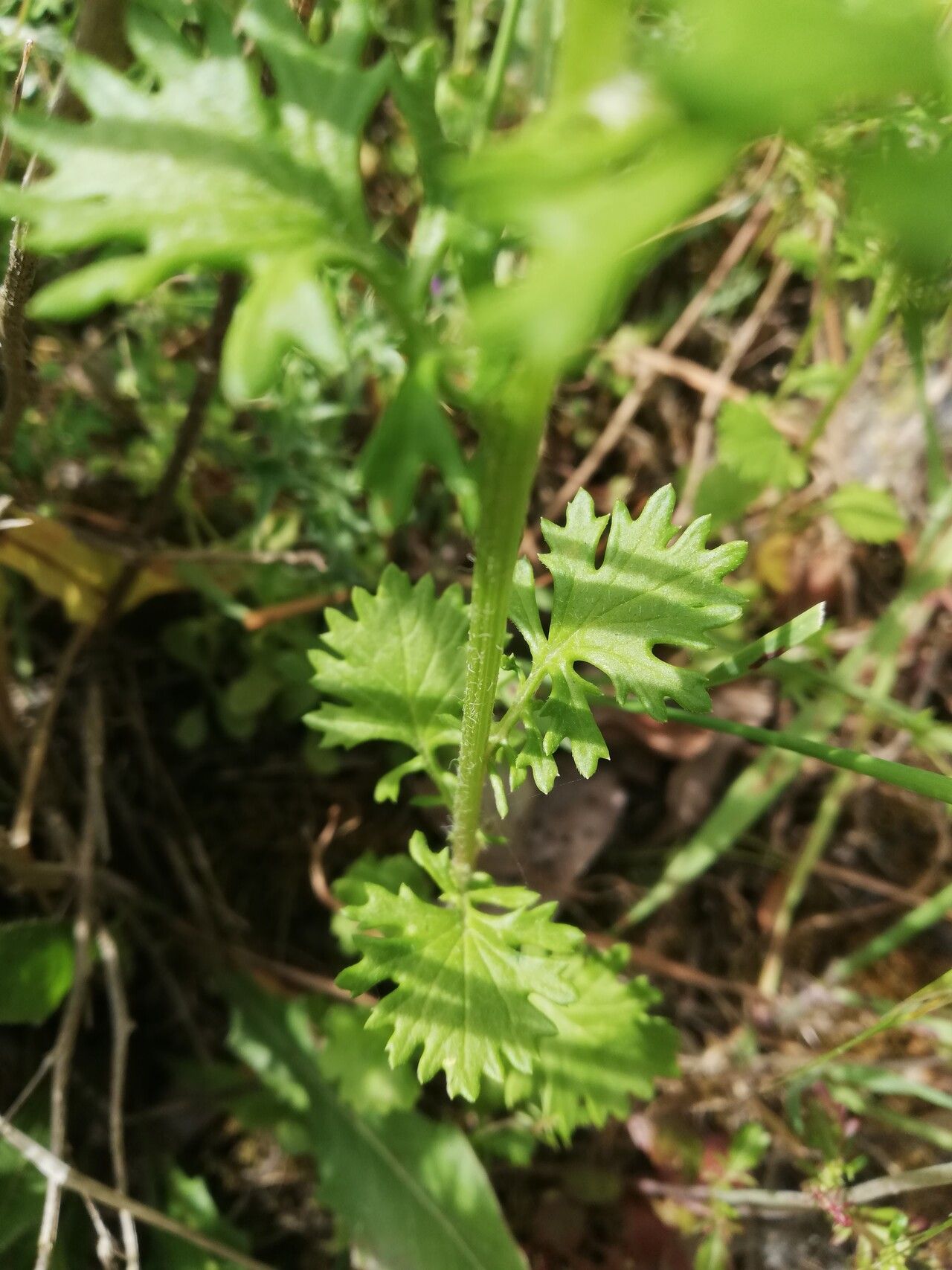Jacobaea delphiniifolia leaf