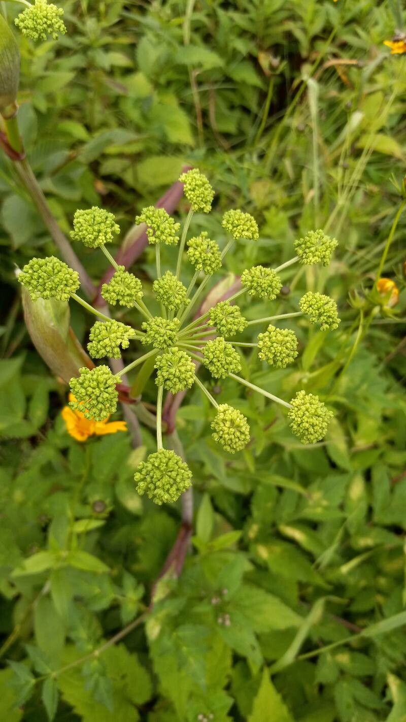 Angelica triquinata flower