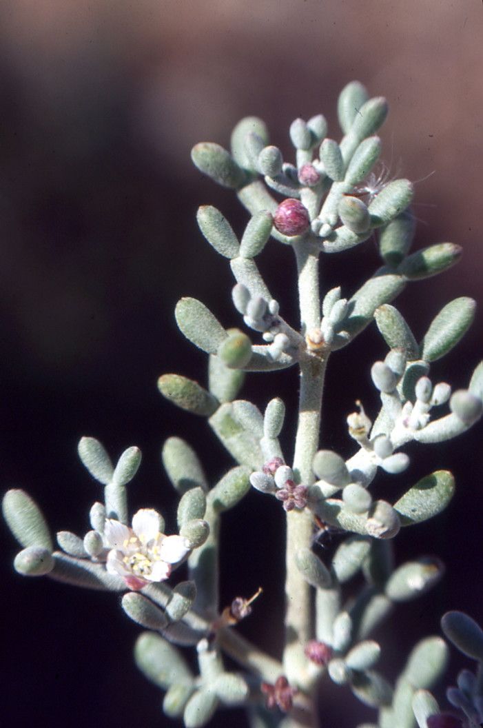Halocnemum strobilaceum habit