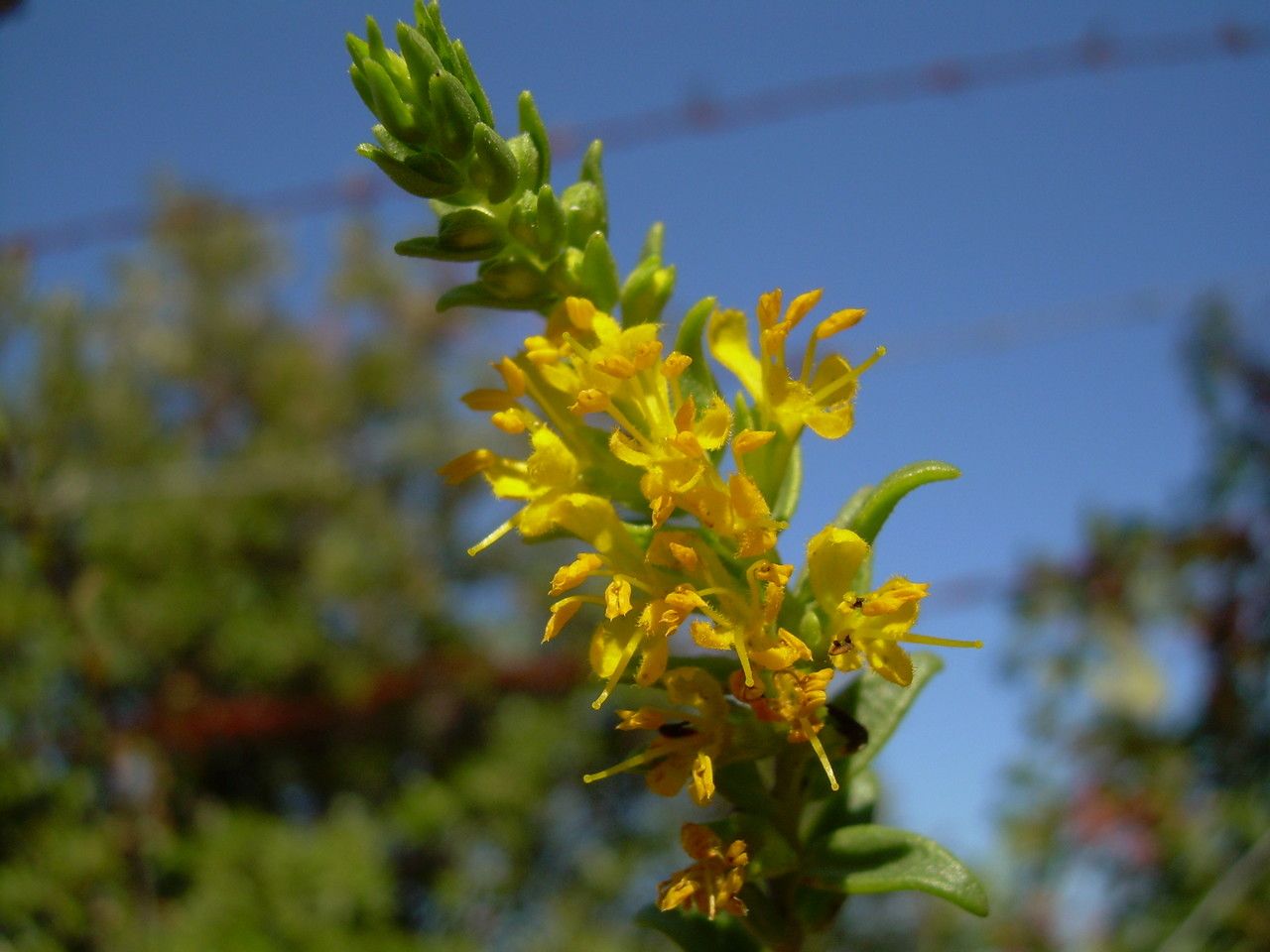 Odontites luteus flower