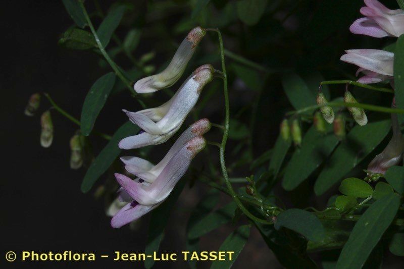 Vicia aphylla — houseplant care guide