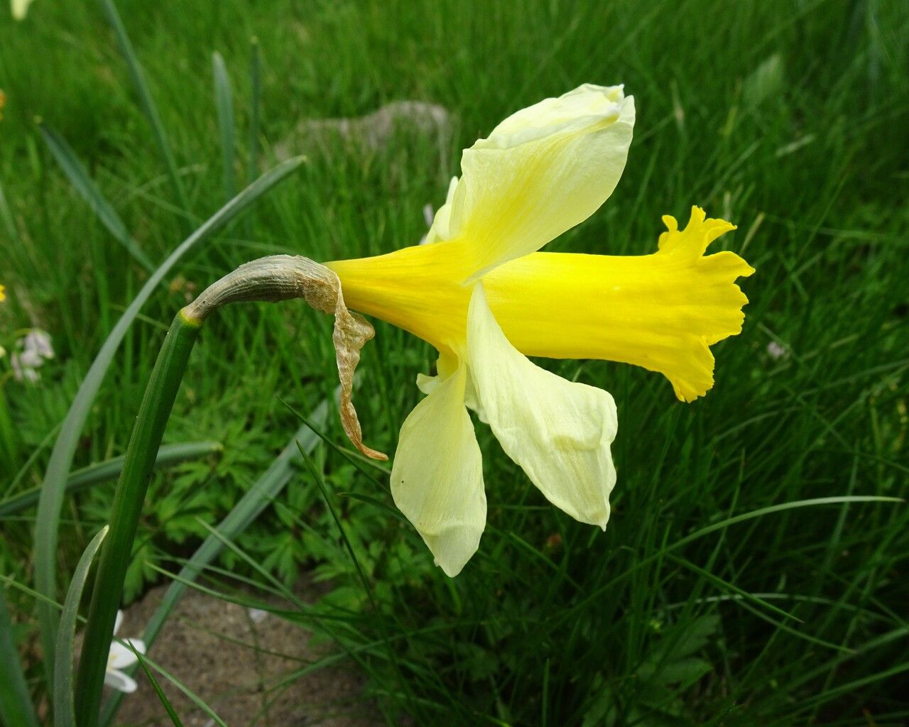 Narcissus bicolor flower
