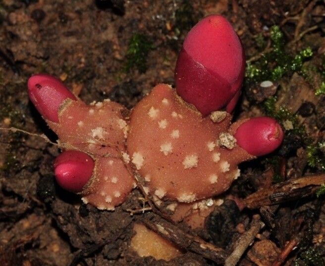 Balanophora subcupularis — houseplant care guide