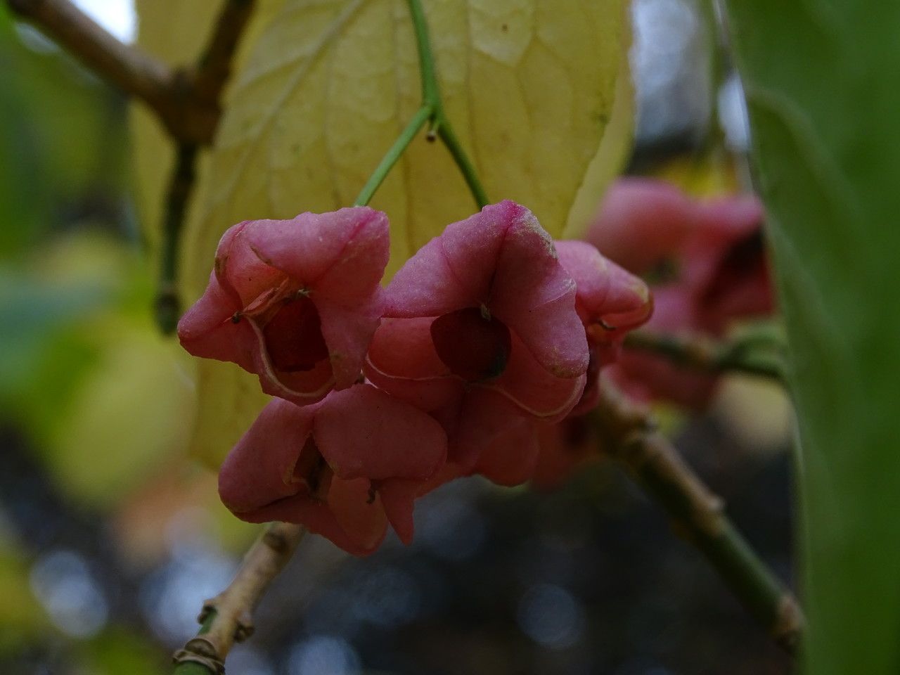 Euonymus maackii flower