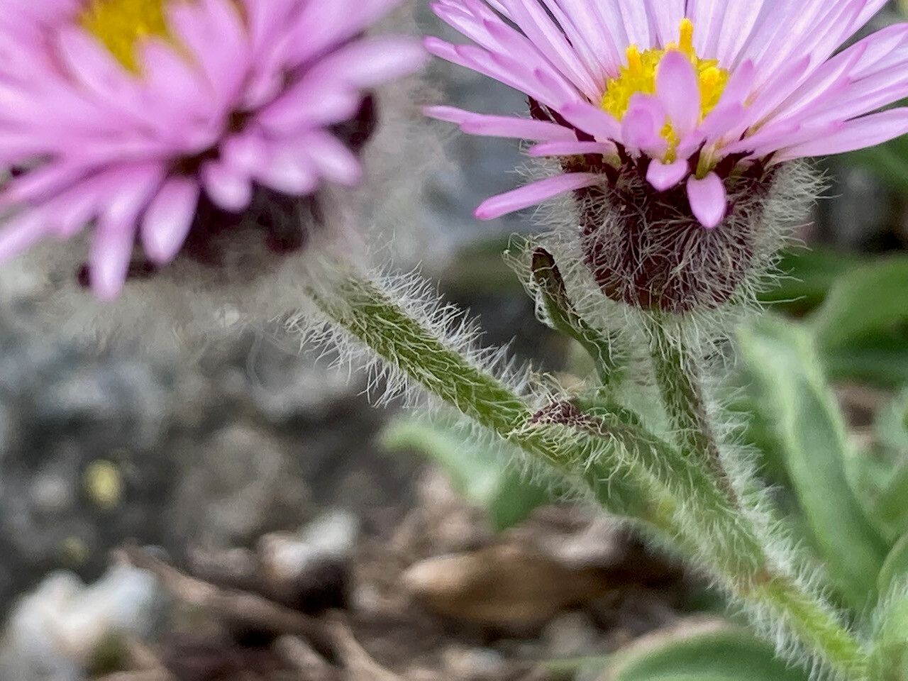 Erigeron aragonensis bark