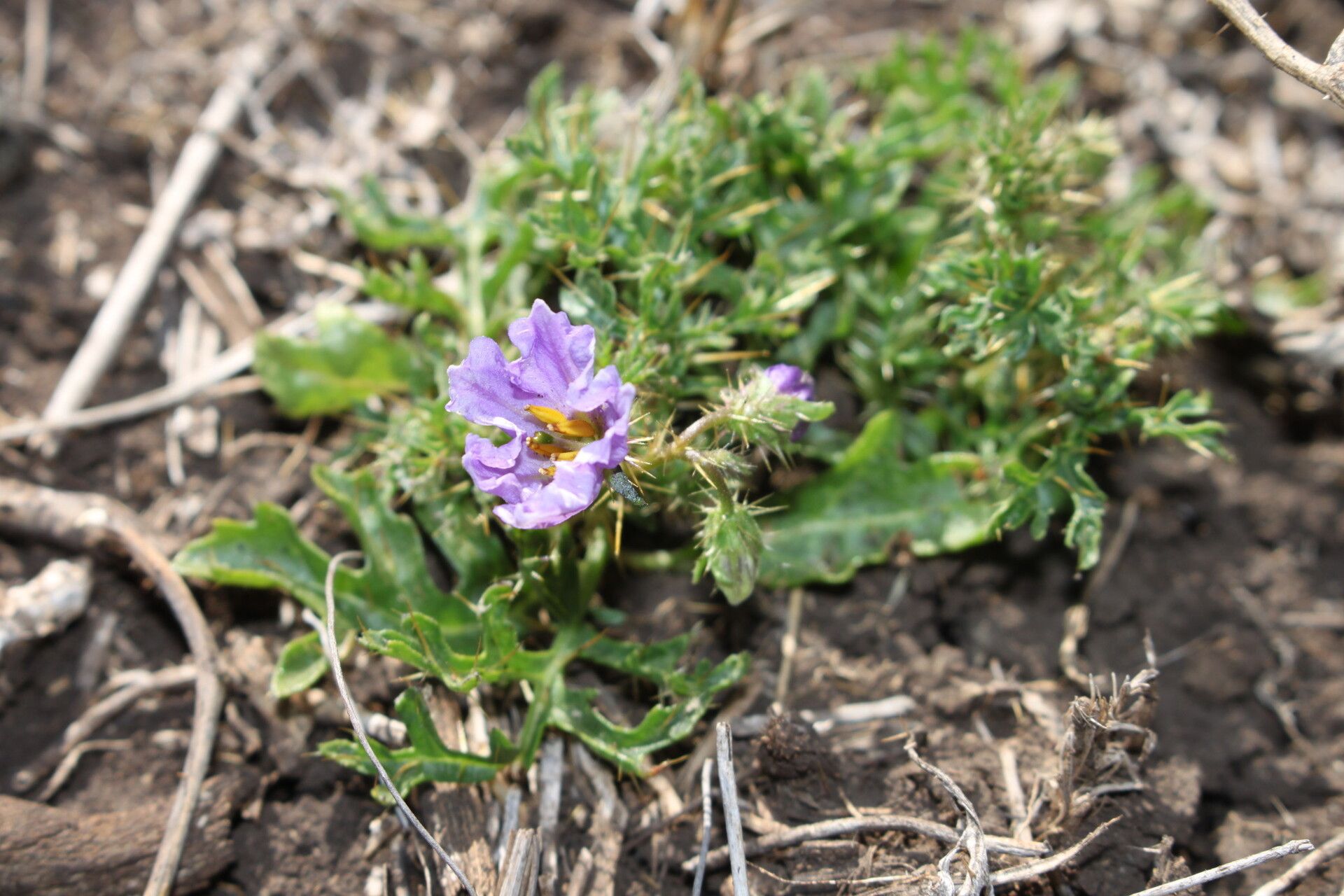 Solanum papaverifolium habit
