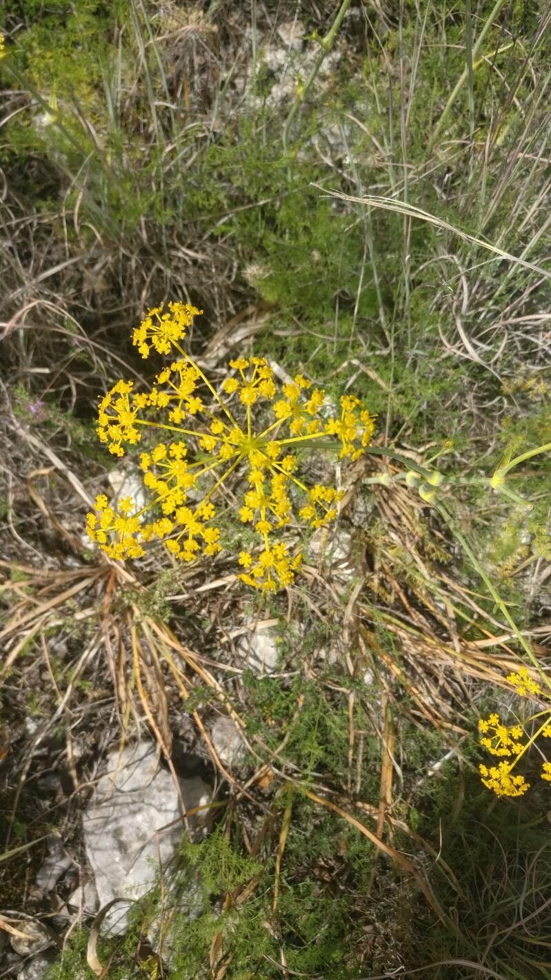 Ferulago nodosa — related species from the same genus