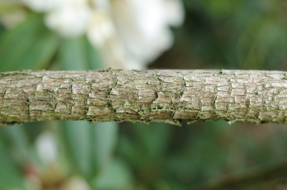 Rhododendron irroratum bark